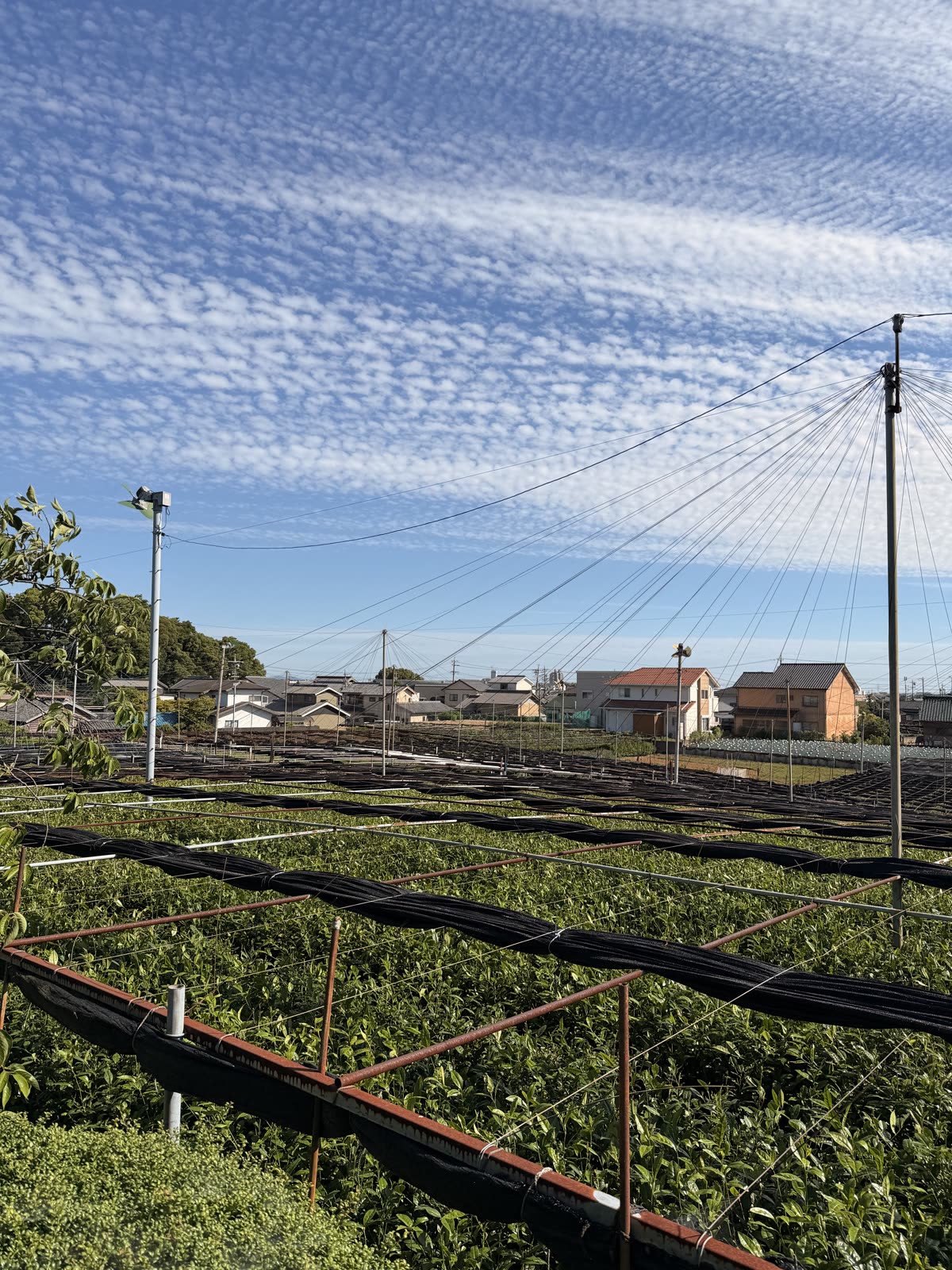 Shaded tea field in Nishio, Aichi — covered cultivation for matcha